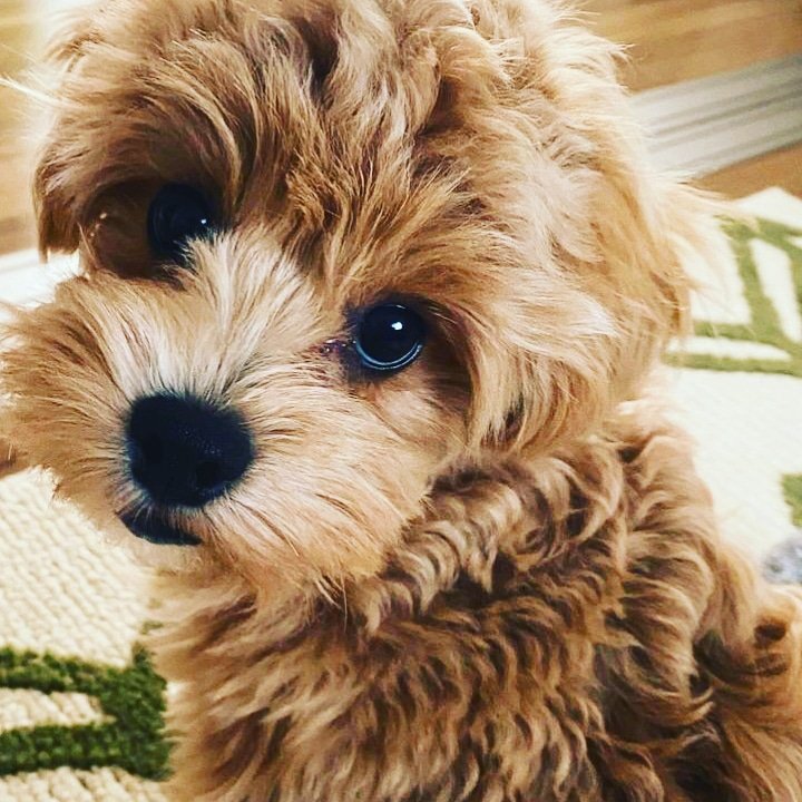 SCavapoo's tweet image. 