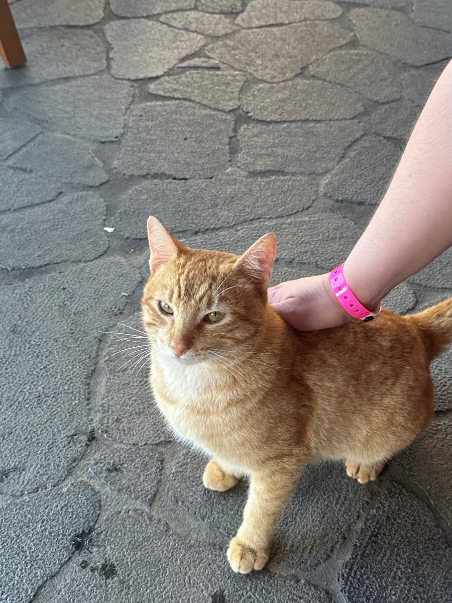 This orange cat at @DisneyAulani  wants to renew hit @StreamOnMax show Our Flag Means Death!

Join him and Sign/Share the petition: 🏴‍☠️ chng.it/DHdxSdptMK 📷 #saveOFMD #Emmys #75thEmmys