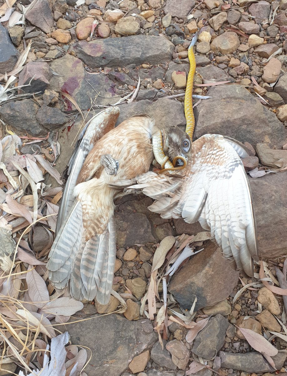 From victim to killer! This Green tree #snake flipped the script on its hunter at Wongalara Wildlife Sanctuary, showcasing formidable defense mechanisms as it choked out the Brown #falcon.

📸 B McGrath/#AWC

#OnlyInAustralia #WildlifePhotography #TopEnd @NT_Australia