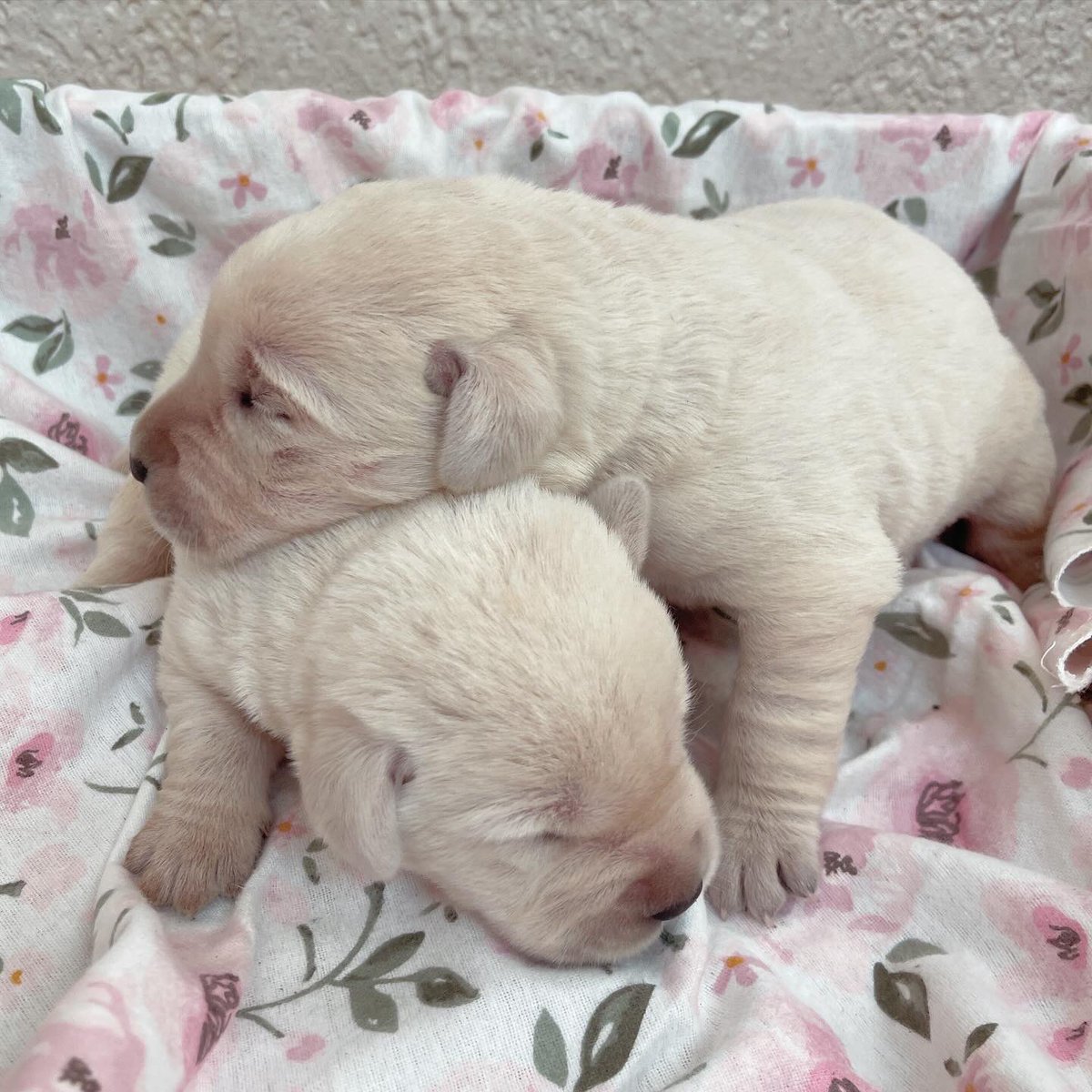 Smithpoint711's tweet photo. Just look at these rays of sunshine! ☀️ we have two girls available! #smithpointretrievers #yellowlabradorretrieverpuppies #labpups #labradorpuppies #labradorretrieverpups #yellowlabs #longisland #familyraised #femaleyellowlabpupsavailable #labpupsavailable #whitelabs #whitelab https://t.co/0PoXPcONoo