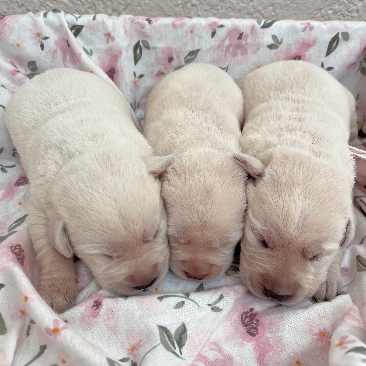 Just look at these rays of sunshine! ☀️ we have two girls available! #smithpointretrievers #yellowlabradorretrieverpuppies #labpups #labradorpuppies #labradorretrieverpups #yellowlabs #longisland #familyraised #femaleyellowlabpupsavailable #labpupsavailable #whitelabs #whitelab