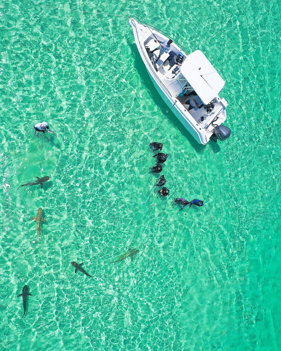 savingtheblue's tweet photo. Andros MonDayDreams ☁️✨

〰〰〰
📸: Seamore Photography

#lemonshark #caribbeanreefshark #saltlife #shark #sharks #savingtheblue https://t.co/F00Fot92mk