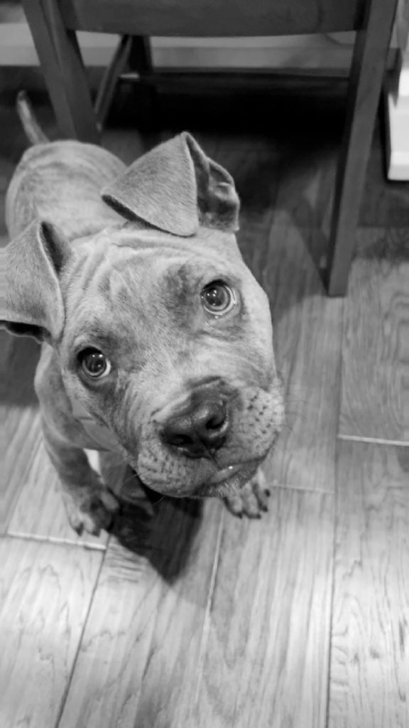 LeskoBrandon77's tweet photo. @HenryKeithCD Hi, this is Winnipeg or โWinniโ. I saw you had something covering your handsome face and wondered what was going on. My Dad saw your page and showed my Mom. We are #pitbullstrong! People definitely misunderstand us and it sucks. https://t.co/5o4katvpvM