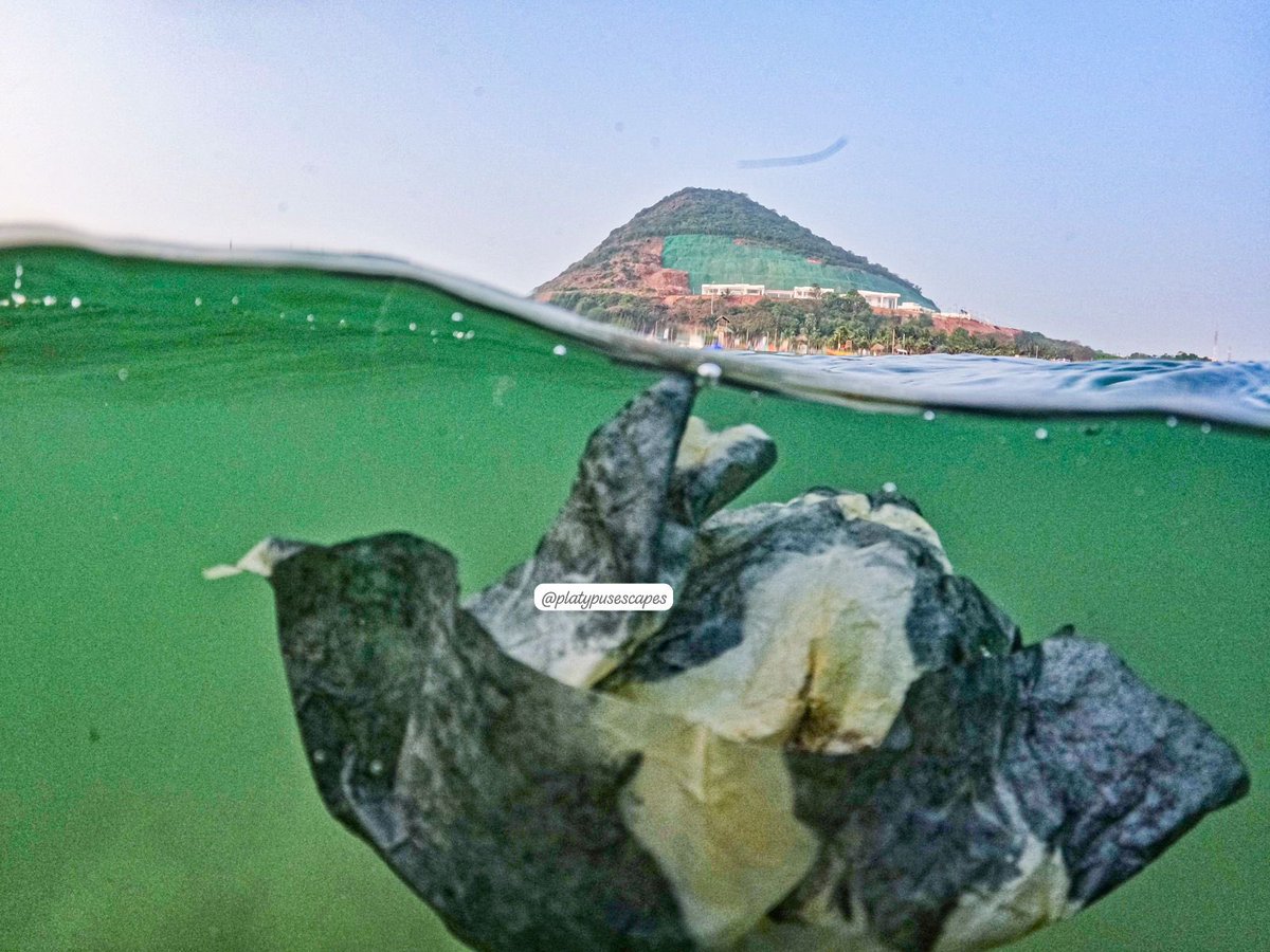 Platypusescapes's tweet photo. A sad reality from #rushikondabeach inside and outside view.@PMOIndia @narendramodi @AndhraPradeshCM @SwachhBharatGov @UNDP_India @destined_vizag2 @AskAnshul @JayarajGedela @PakkaVizag @vizaginsight @YoVizag @vizagforever @MRAVEENDRA9 @APWeatherman96 @Justice_4Vizag @BBCIndia https://t.co/7GmORoLhOL