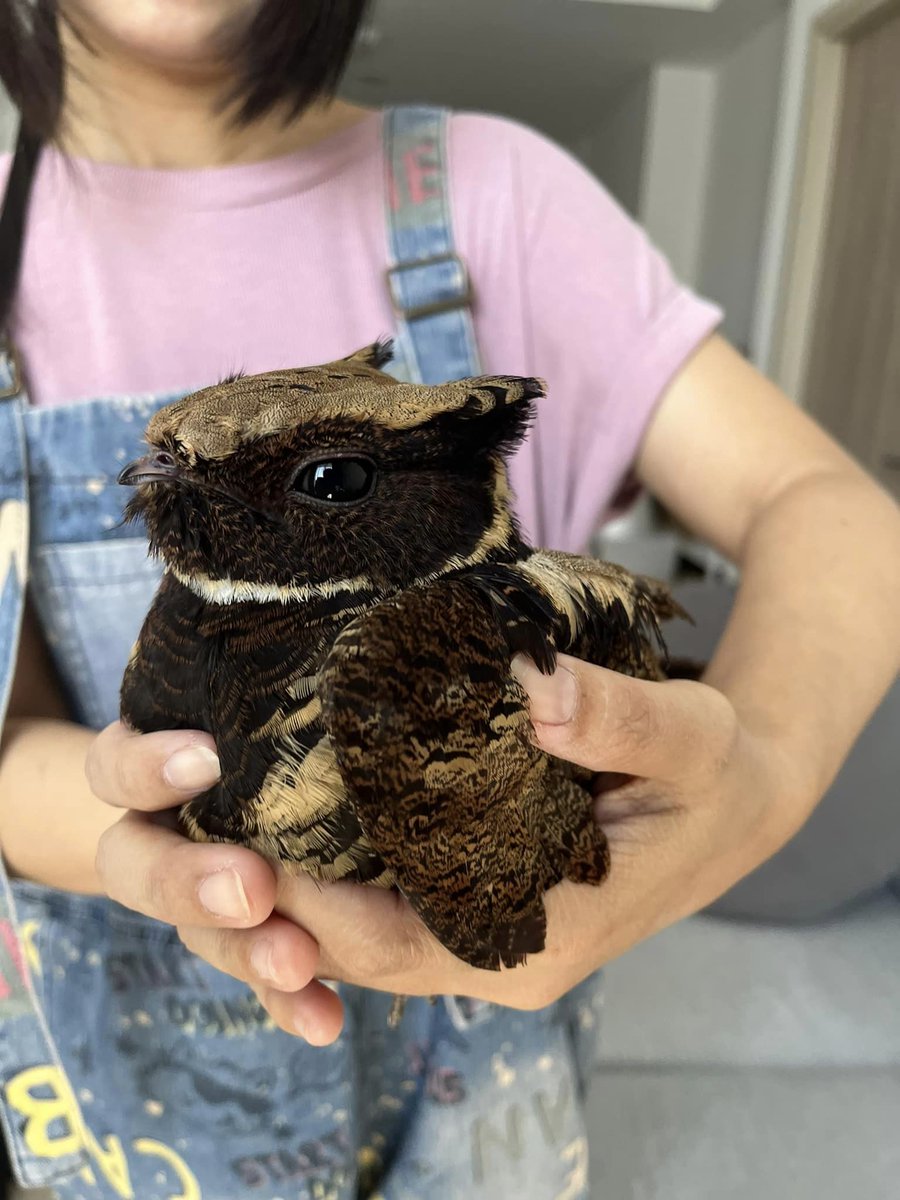 今年は辰年ということで...以前ご紹介したドラゴンの赤ちゃんのような鳥｢オオミミヨタカ｣が年末ごろ、タイ･バンコクのマンションで弱っているのが見つかり保護されたそうのですが、そのときのオオミミヨタカが超絶かわいいのでぜひ見て下さい