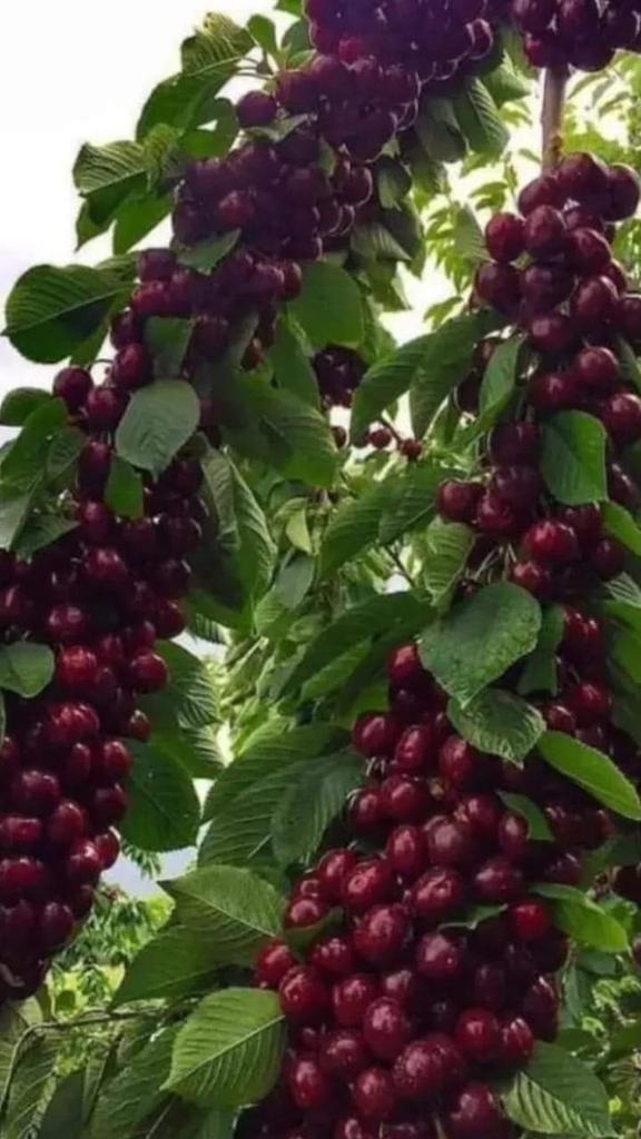 ANGEL (@aamriddin20776) on Twitter photo 