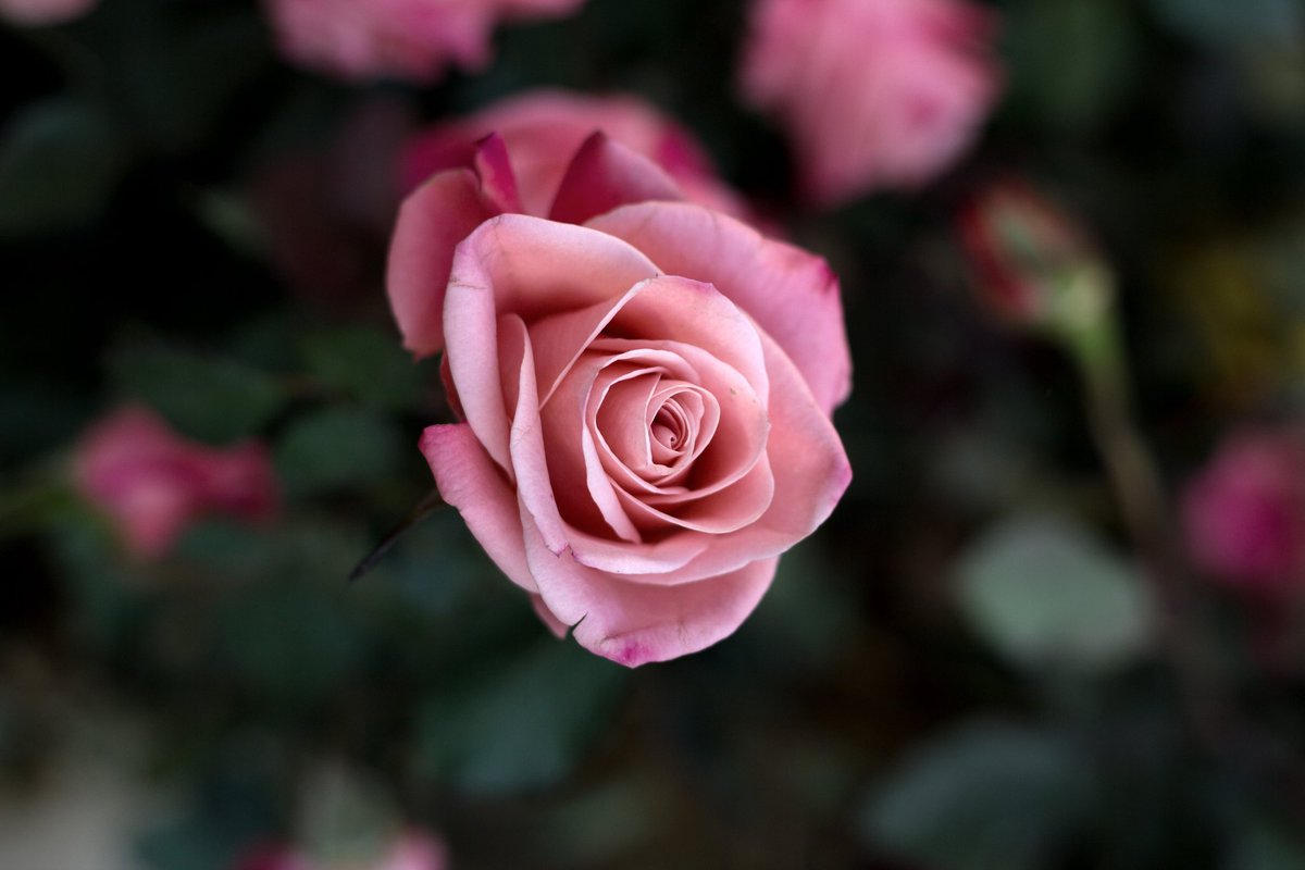 naveen_210's tweet photo. They never count thorns on a rose plant....they count roses....there might be enormous pains in life too....but when you count your joys....you live....you live in a better way....
Wishing all a happy living!!
Good Morning have a blessed day!!
#BeingNaveen 
#MorningTwitter https://t.co/hv1Poaohld