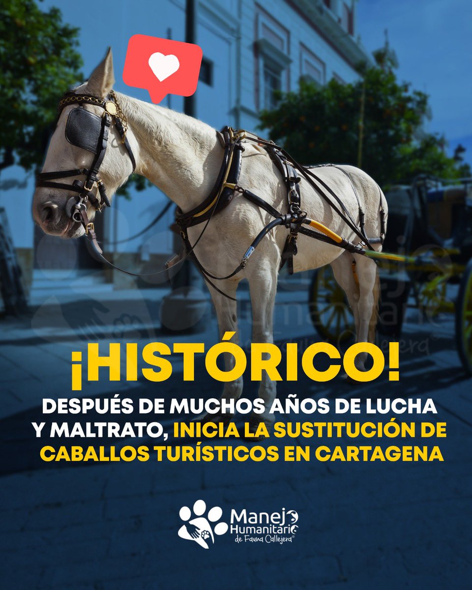 M_Humanitario's tweet photo. ¡Buenas noticias para los animales! 🐴 Un hecho histórico y por el que se venía luchando hace muchos años, por fin es una realidad 🤩. Oficialmente se comenzó con el proceso de sustitución de caballos cocheros por coches eléctricos para temas de turismo 🥳 https://t.co/pk2e3midnK