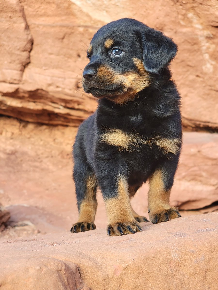 RGTRS1's tweet photo. World meet Rocky! ❤️🐕 #Rottweiler #Puppy #Rotty https://t.co/bXuJIfxmps