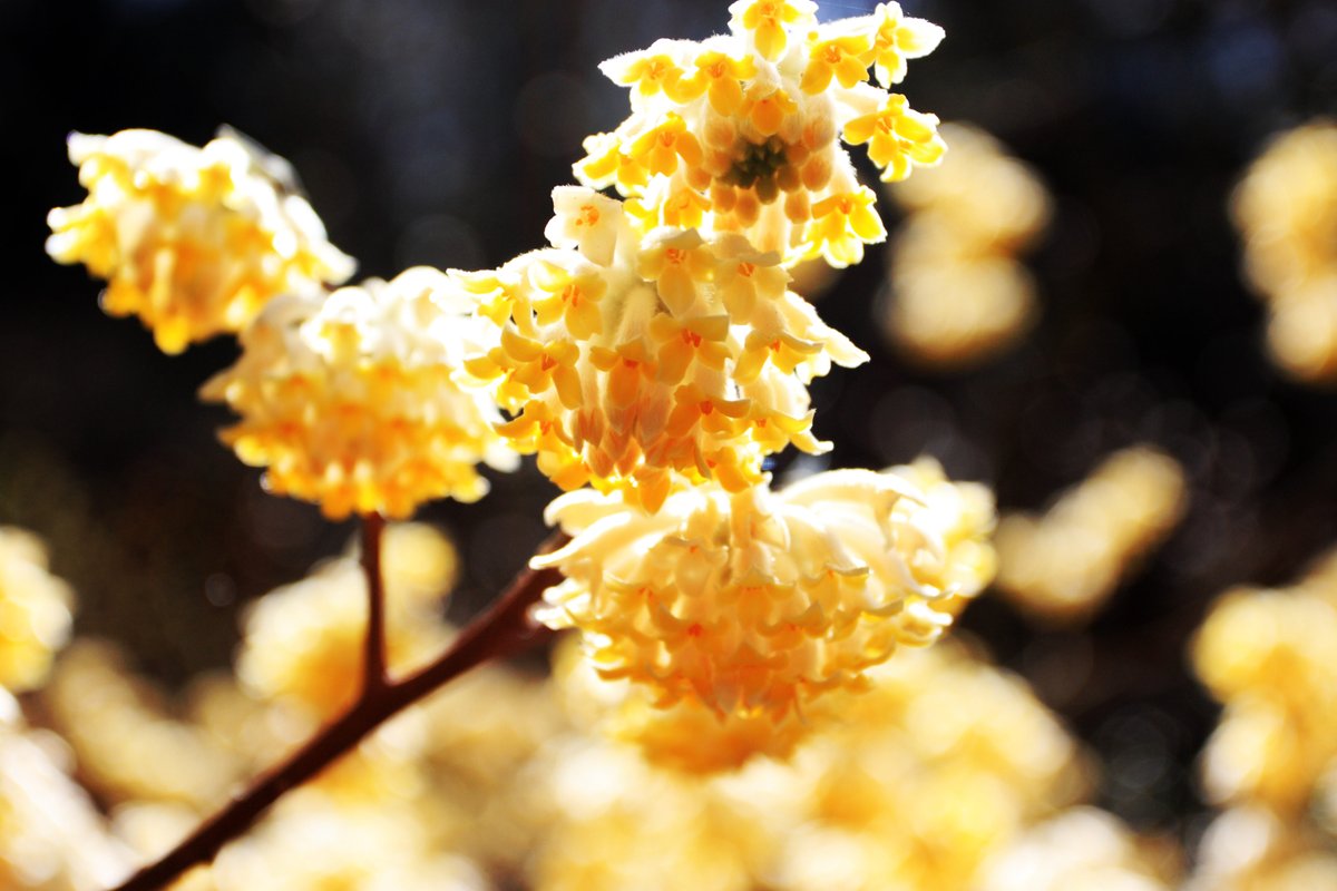 SamuraiMovieCr1's tweet photo. Flowers of Japanese winter.
#Flowers #flowerphotography #gardening #garden #nature #flower #NaturePhotography https://t.co/kgS0PHbBXS
