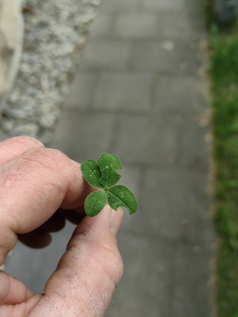 MartinBnge4's tweet photo. 🍀🍀🍀

#MakeTwitterNiceAgain https://t.co/8V7xkIaMeD