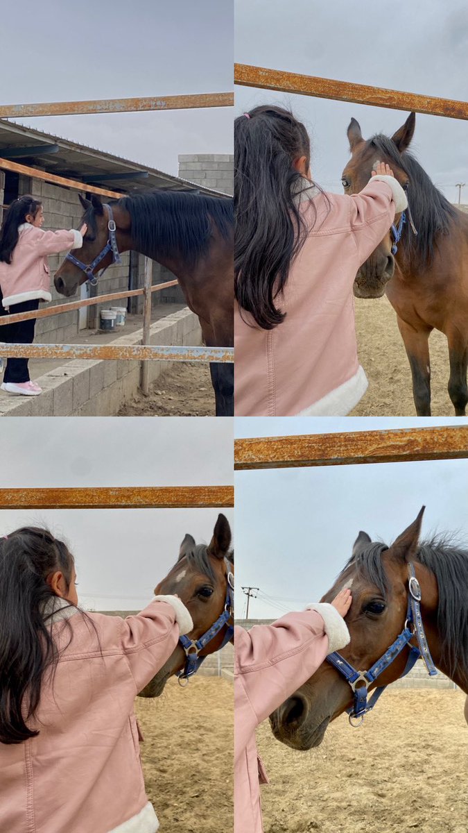 ashwaa83's tweet photo. من يلوم القلب في حُب الخيل 
كنّه يلوم الارض في حُب المطر 🫀🤎 https://t.co/qqjQZWTITM