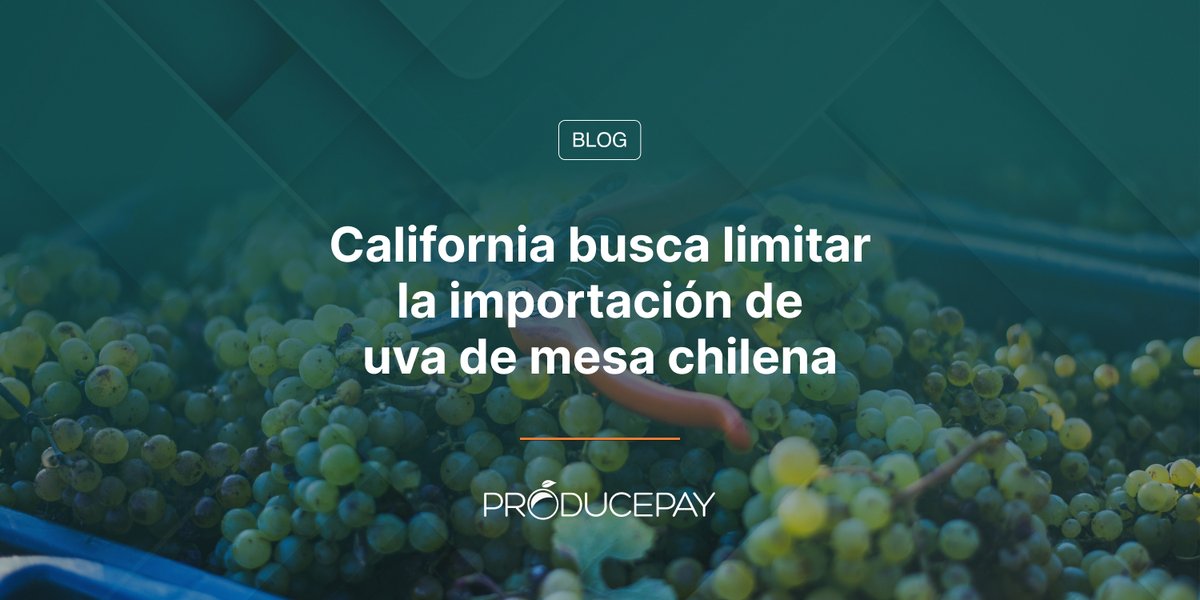 ProducePay_es's tweet photo. 🍇 California vs. Chile en un apasionante debate de uvas. Nuestro último blog profundiza en el conflicto sobre las reglas de importación de uvas, las preocupaciones ambientales y los impactos económicos. 🌿Descubre cómo ProducePay apoya a la industria. 👉 https://t.co/RMXy9wvLfr https://t.co/252q7sGYEf