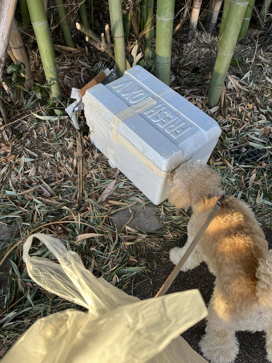 2p4Qg3ZI3jQGQNU's tweet photo. 犬の散歩しながらゴミ拾い活動。
お散歩ピカピカ隊
300回チャレンジ 232回目。

不法投棄がありました。
ゴミ置き場におけば済むものばかり。
持てるだけ拾いました。

今日も皆様良い一日をお過ごしください。

#ゴミ拾い
#地域貢献
#社会貢献
#SDGs
#PloggingDog
#pickinguptrash https://t.co/mAgUienkOE