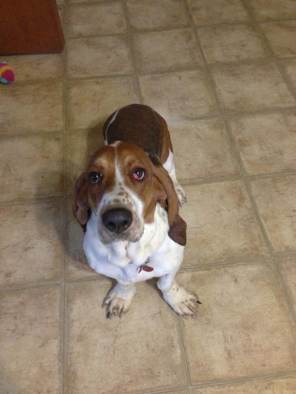 Pamaj's tweet image. Daisy turns 12 today 🥹 the little legend knows yall were rocking her on ur Xbox 360 profile pic ❤️