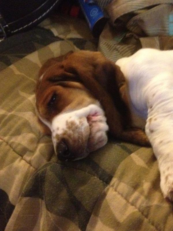 Pamaj's tweet image. Daisy turns 12 today 🥹 the little legend knows yall were rocking her on ur Xbox 360 profile pic ❤️