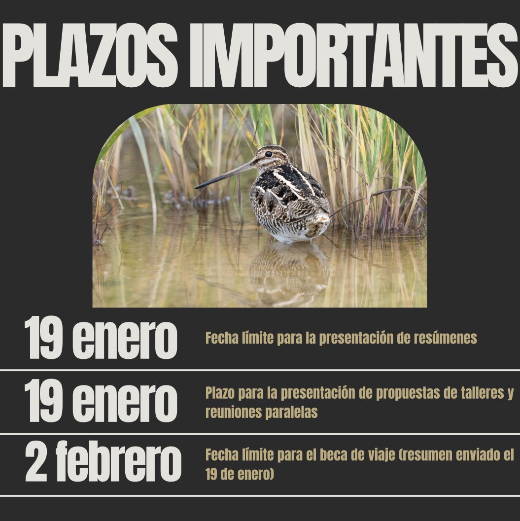 Western Hemisphere Shorebird Group 2024 tweet media