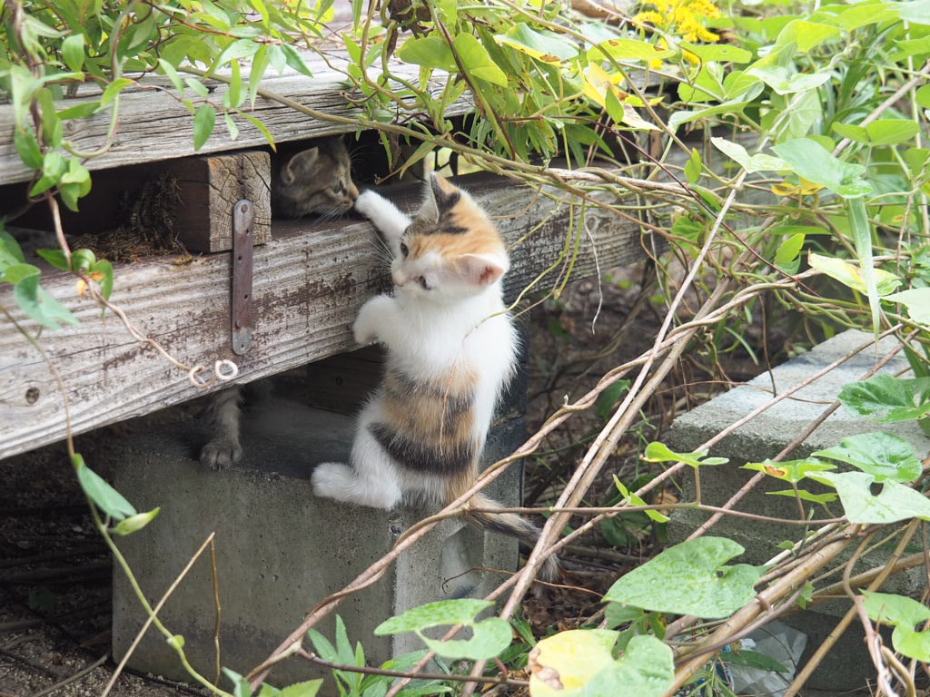 cider_73's tweet photo. 無邪気に遊ぶにゃんこ達🐈️🐈‍⬛🌿🍃

#猫 #猫写真 #子猫 #にゃんこ https://t.co/4B5qztvAsJ