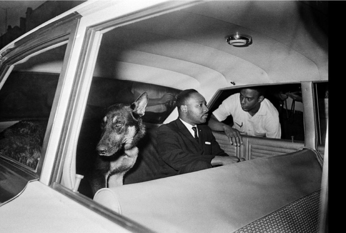 Martin Luther King, Jr. (with Andrew Young) being taken to jail with menacing police dog in police car during civil rights protests in St. Augustine, Florida, June 1964: