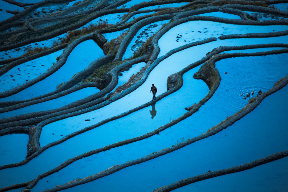 Found between 1000 and 2000 metres above sea level, Yuanyang's rice terraces in China have been harvested by the Hani people for at least the last 1300 years! #EarthCapture by 📸 1. Simon Long via Getty Images 📸 2. Yaorusheng via Getty Images