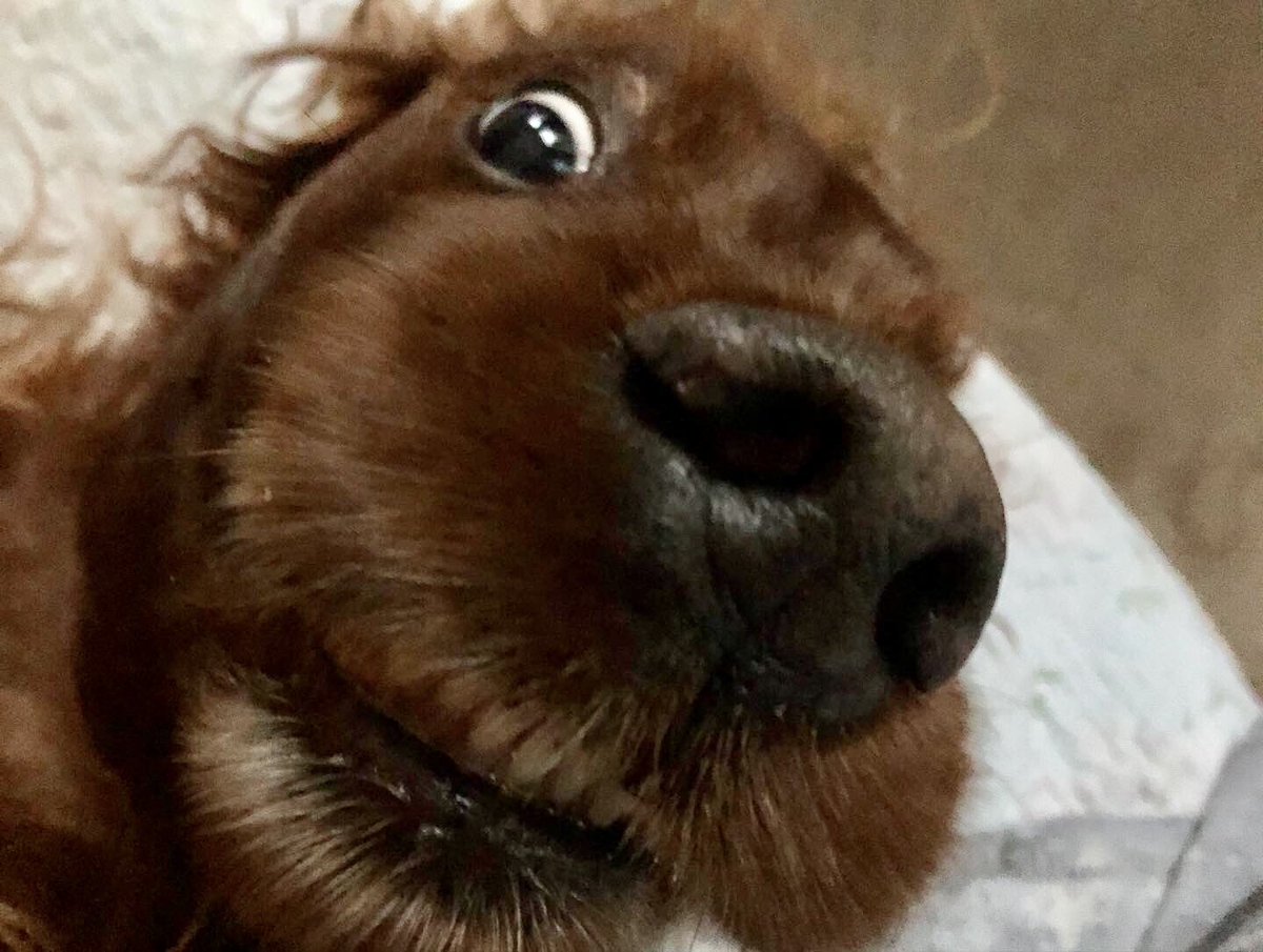 Sadie tweet media