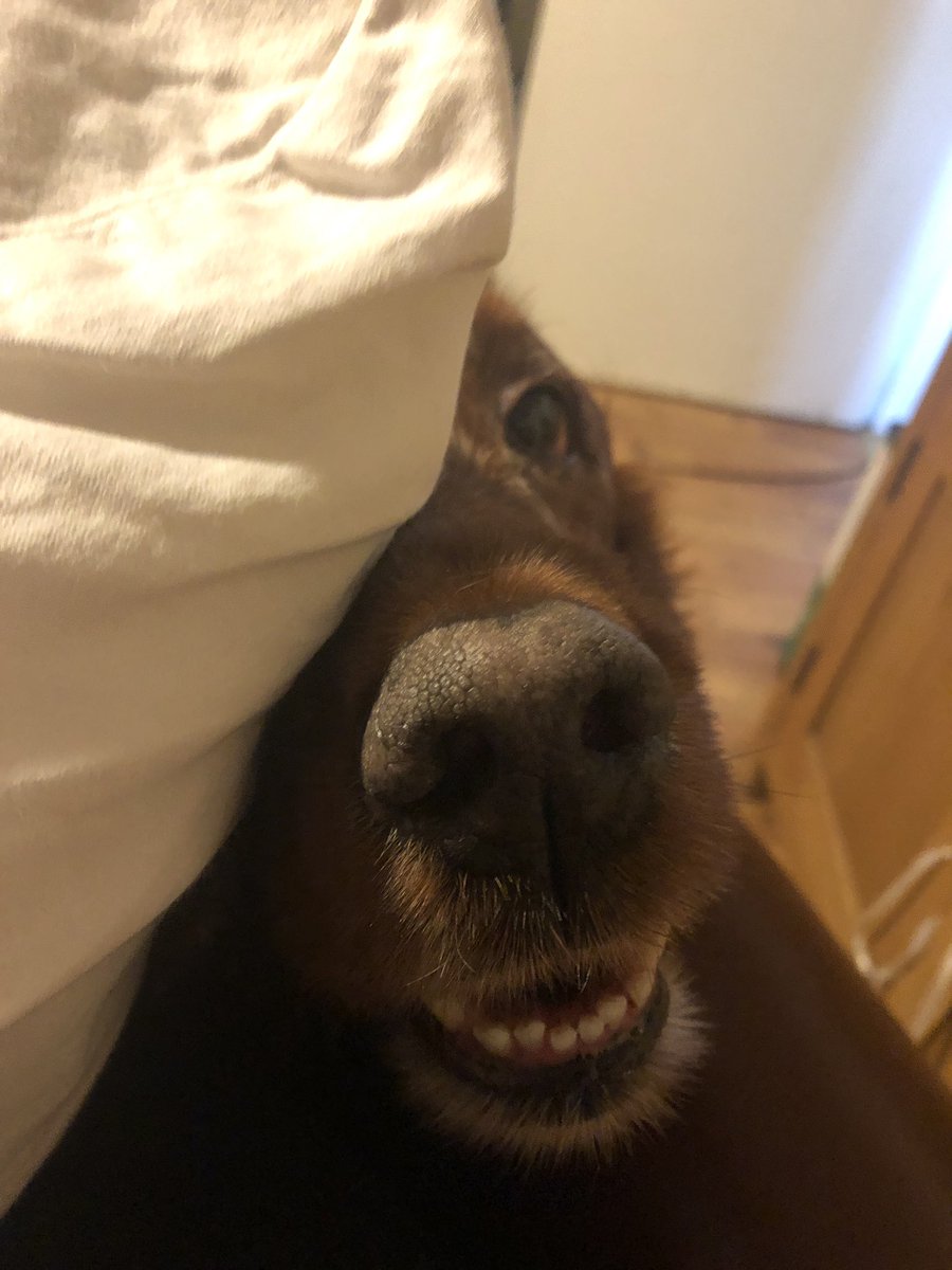 Sadie tweet media