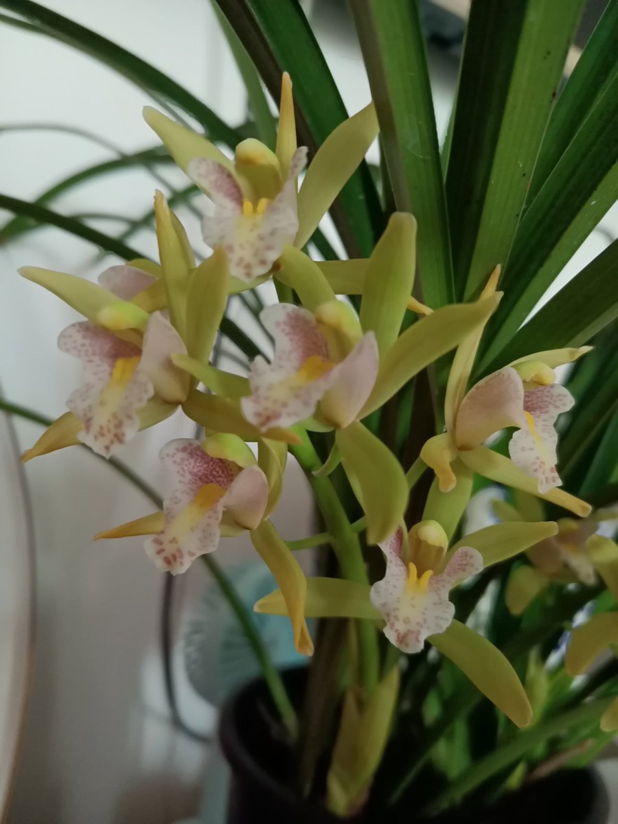 love88500's tweet image. 花开迎春，冬渐寒！