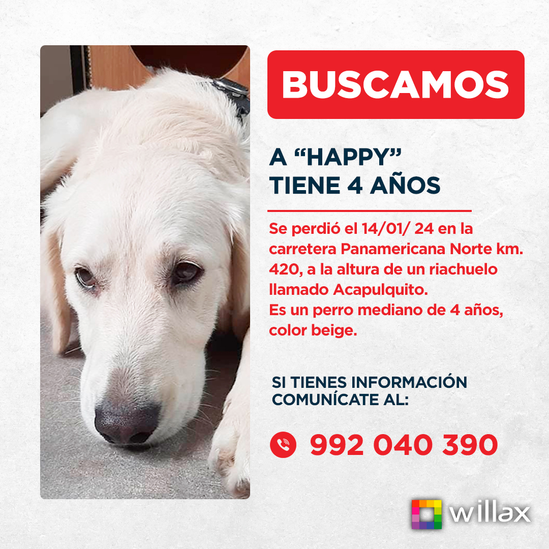 #SeBusca 🚨
Ayúdanos a encontrar a "Happy" , se perdió el 14/01/ 24 en la carretera Panamericana Norte km. 420, a la altura de un riachuelo llamado Acapulquito. 
Es un perro mediano de 4 años, color beige. 
Si tienes información comunícate al 📲  : 992 040 390