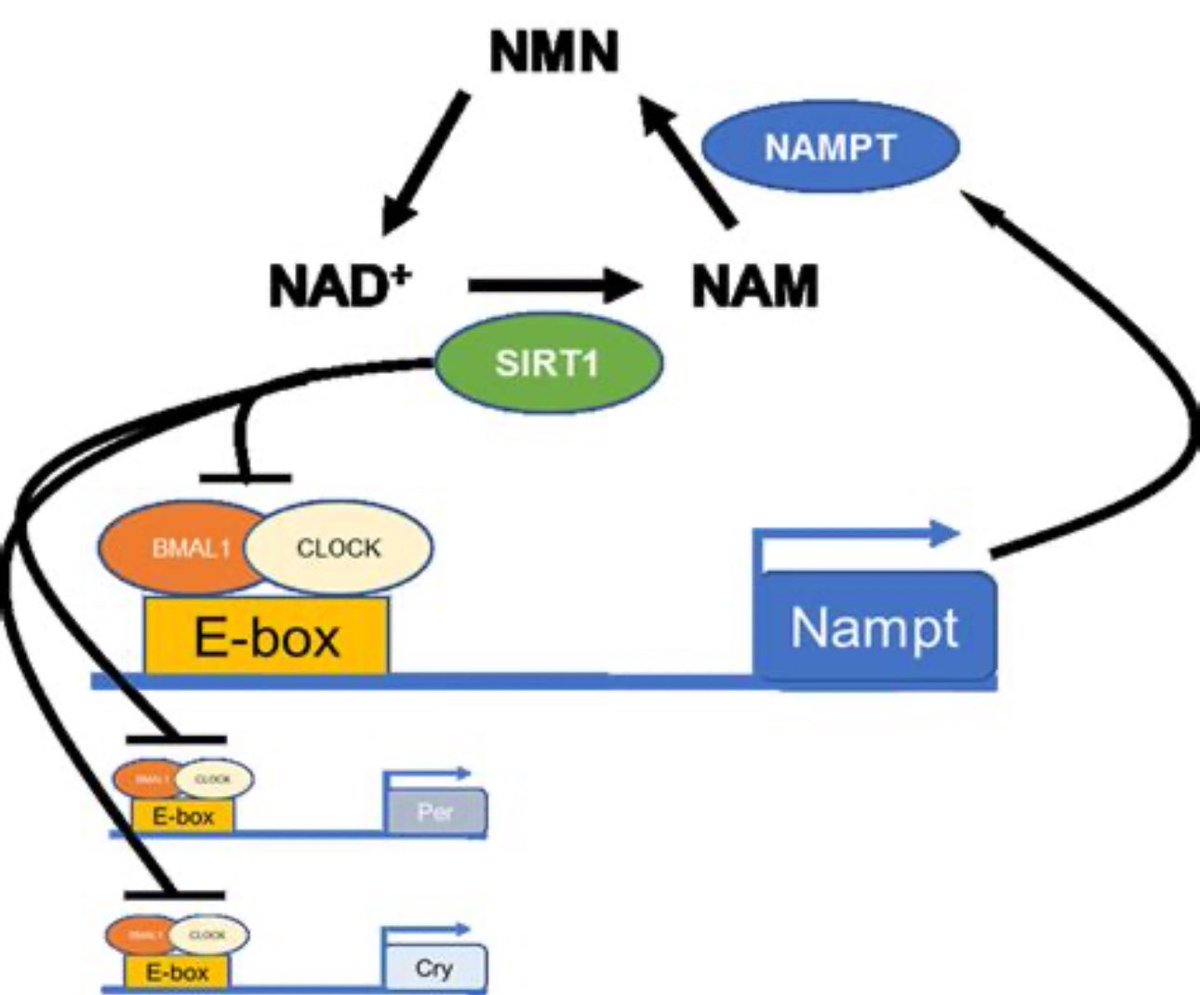 davidasinclair's tweet photo. I travel a lot. Don’t feel I get jet-lag after boosting morning SIRT1 with NMN + resveratrol. New study @AgingJrnl offers an explanation: resveratrol, a SIRT1 activator and clock regulator, increases the expression of clock genes in old cells https://t.co/hcd2ccqE7Y https://t.co/xzgGWUDWAO