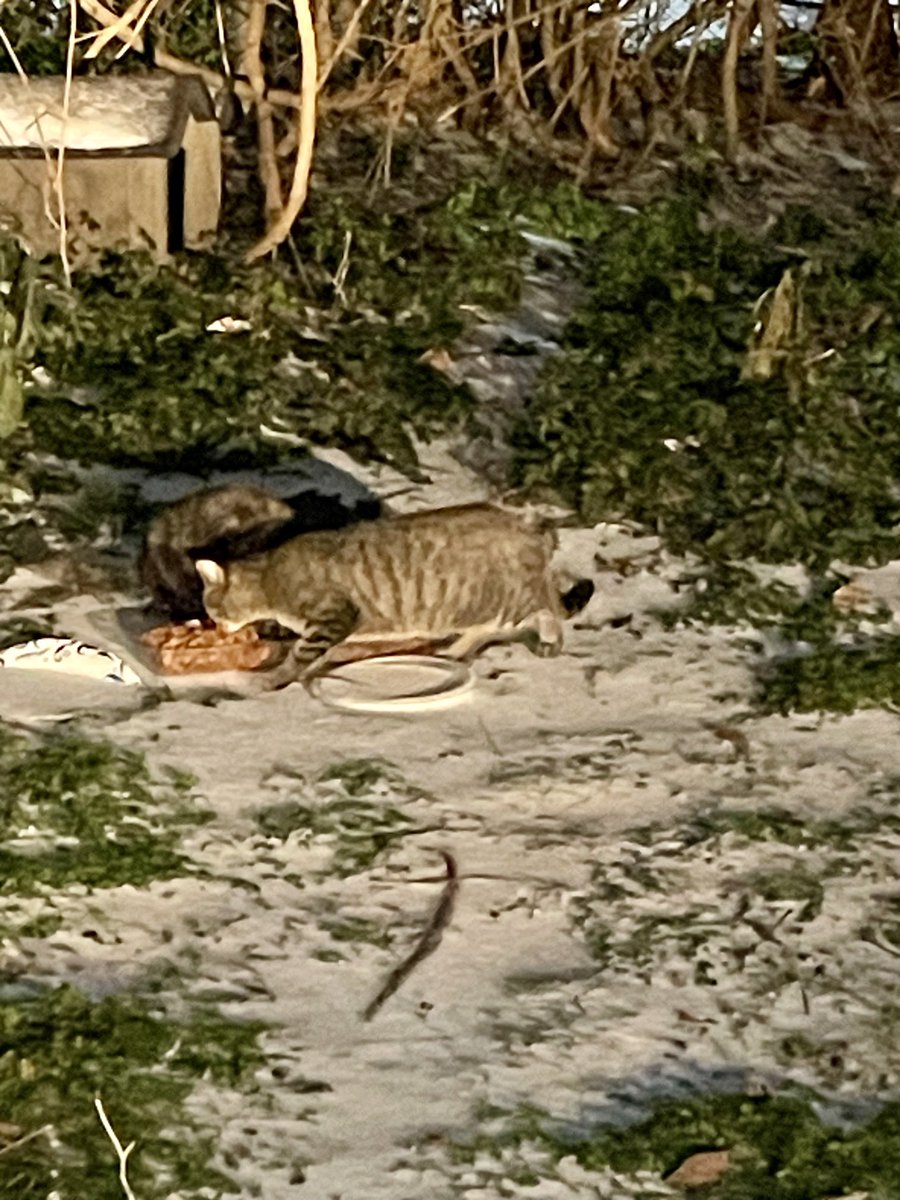 artdecored's tweet photo. Because kindness matters.  Feeding feral cats #feralcats #Shreveport https://t.co/gC0IeYAgBF