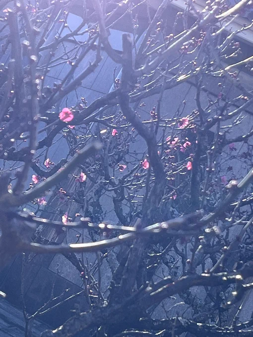 紅梅咲いた。 