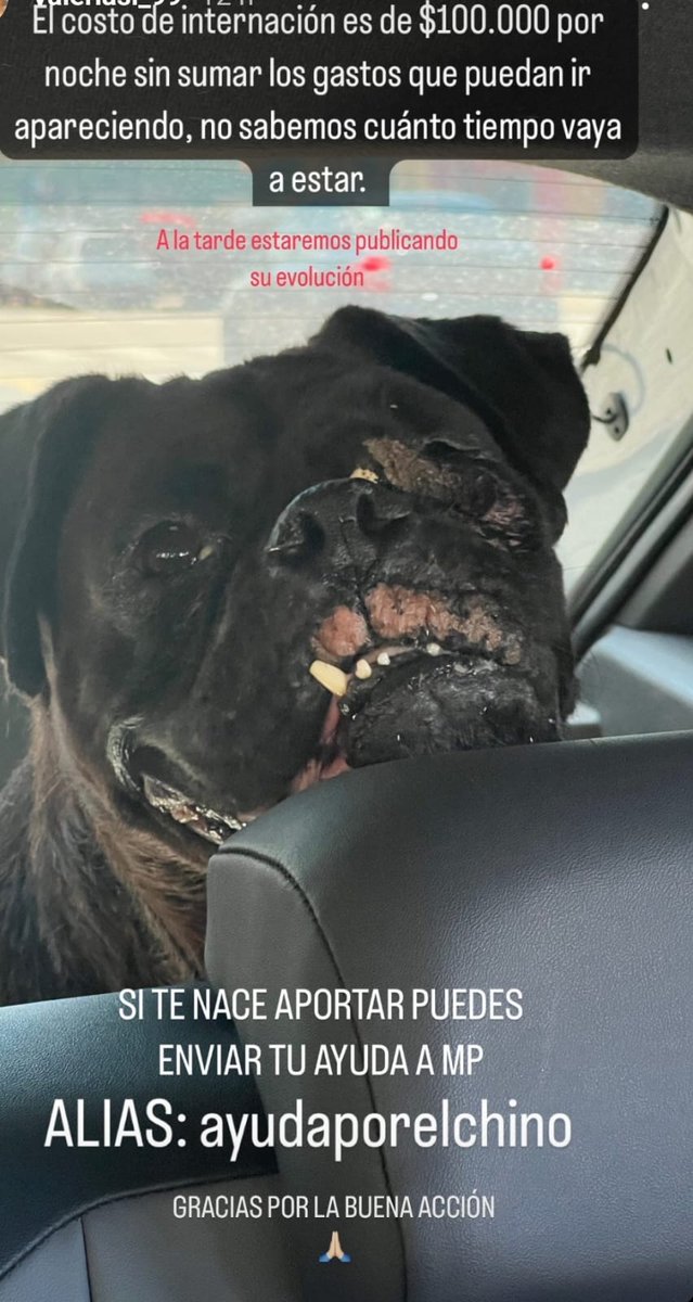 Este perrito necesita sobre todo algún lugar para tránsito, y al q pueda alguna colaboración para la internacion. Lo más importante es el tránsito. Me avisan x acá o por Instagram. El alias pertecene a Josefina Echeverria. Saludos.