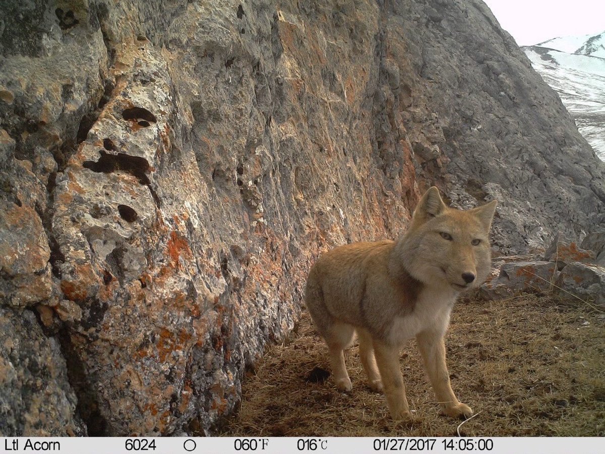 Trail_Cams's tweet photo. https://t.co/vbApo8nJZC