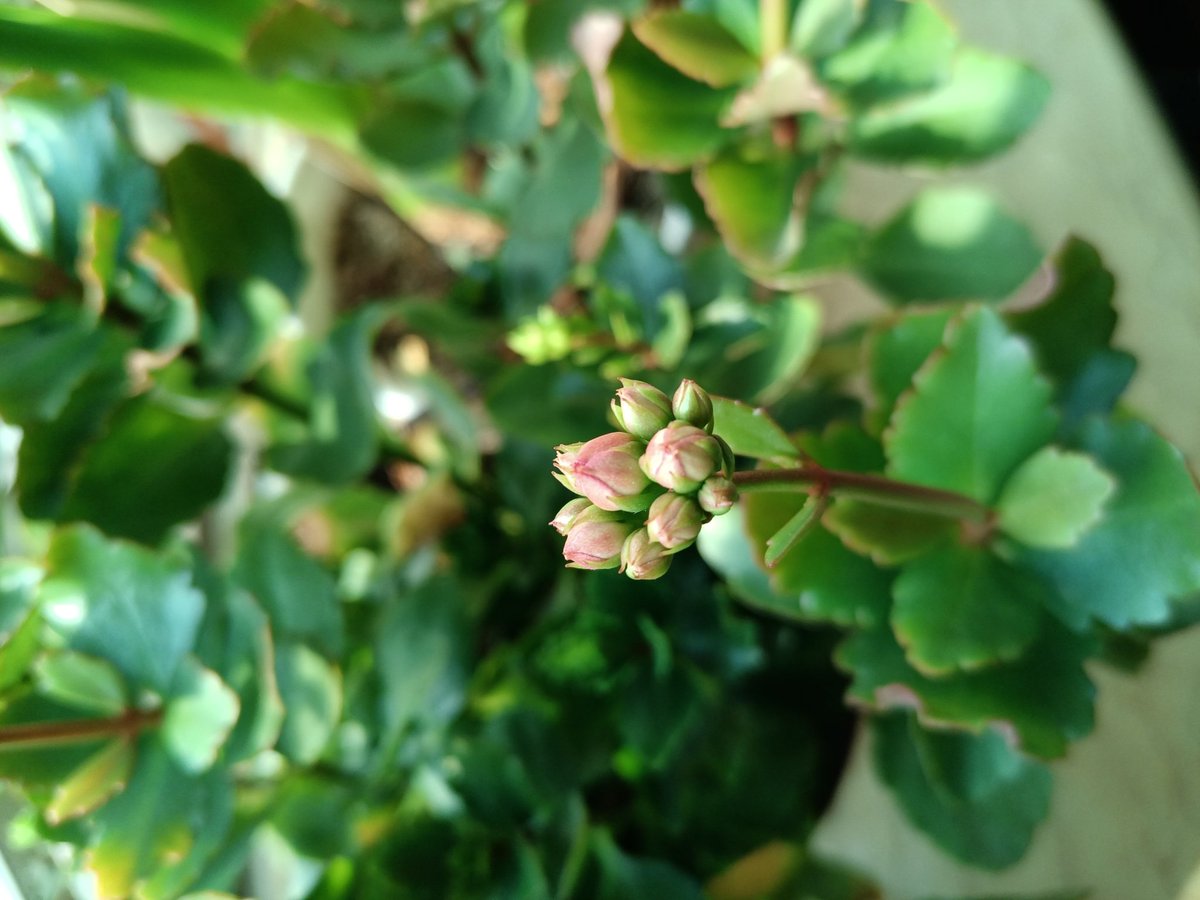 love88500's tweet image. 静待花开，期待美好再现！