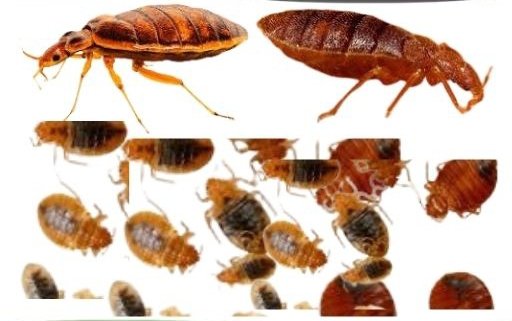 Globalpathnotio's tweet photo. If you're sure of a remedy that will help you to get rid of these bio-sexual dangerous blood-socking creatures (bedbugs) from your home forever in 3 days would you buy it? #bedbugs #inset #livingroom #livinghome #trending2024 #livinghouse #House https://t.co/y4aaNlP2Fm