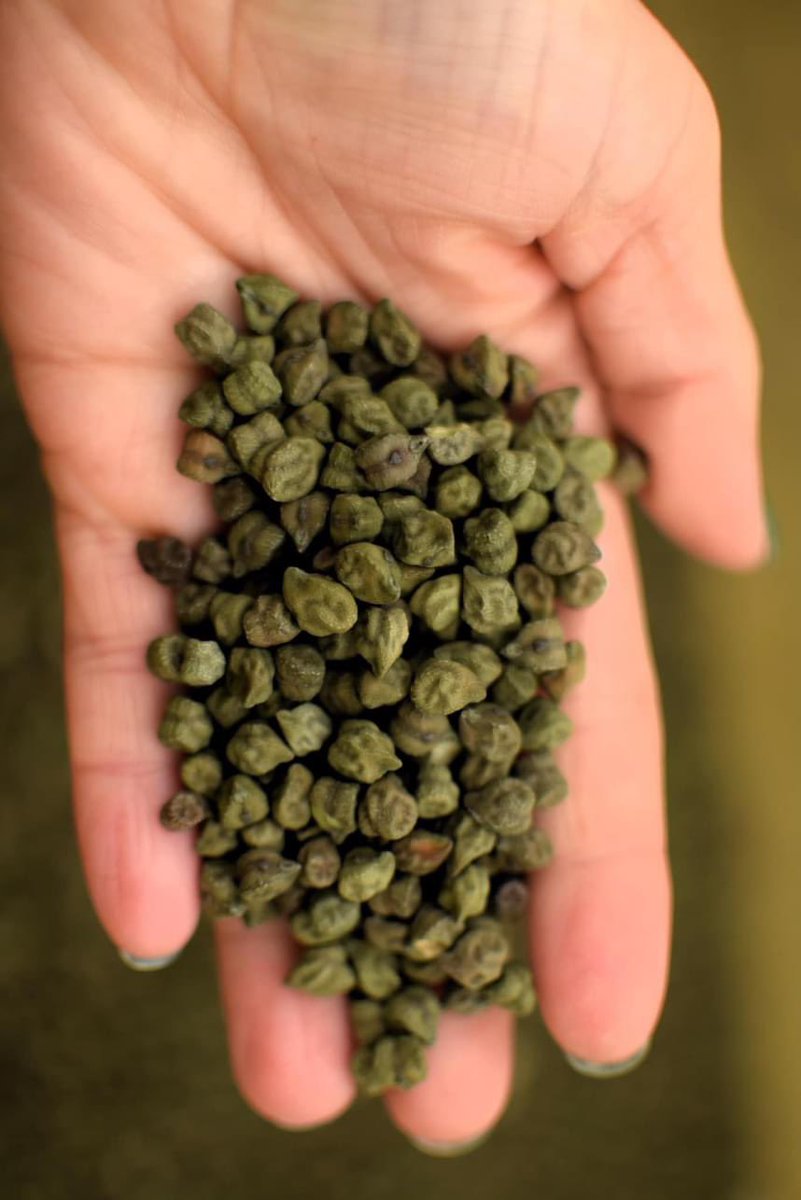 Anson Mills tweet media