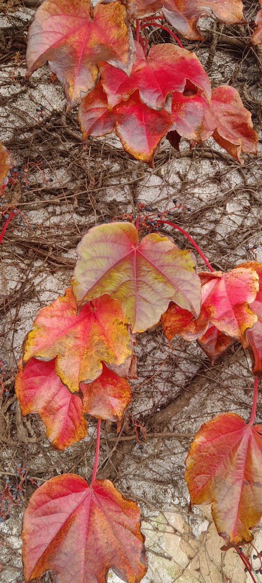 Kastanienzweig's tweet photo. QP a october fhoto
#october #photography #NaturePhotography 🍁 https://t.co/IFZfbqDsMK