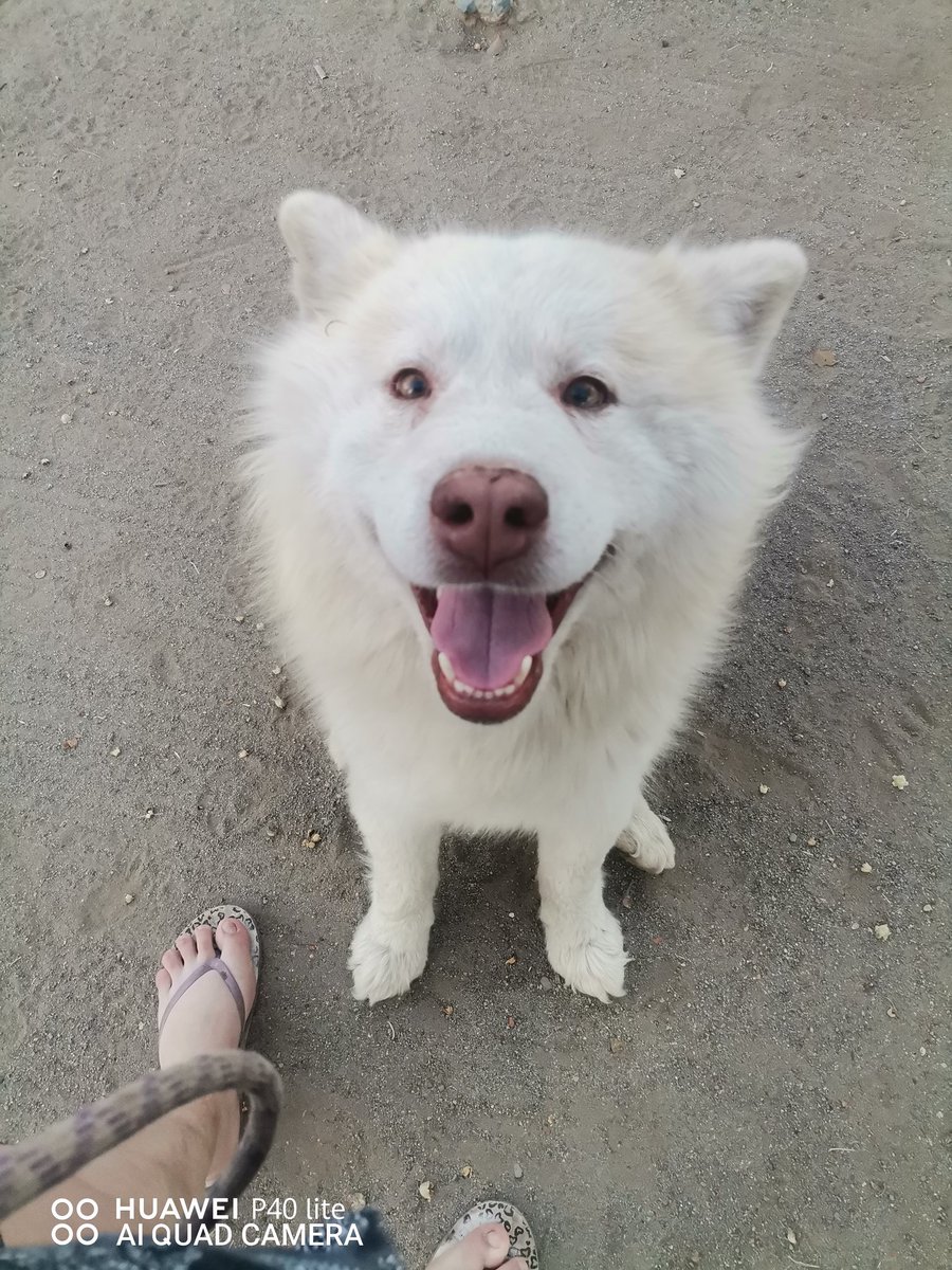 Nicole_RA17's tweet photo. #Rancagua Favor difundir anda perrito samoyedo perdido sector norte República de Chile con milan illanes kennedy y alrededores esta desde el sabado cerca de milan junto con otro perrito pequeño negro parecido a los terrier chilenos favor si conocen a sus dueños o les https://t.co/DlwHsCfG5p