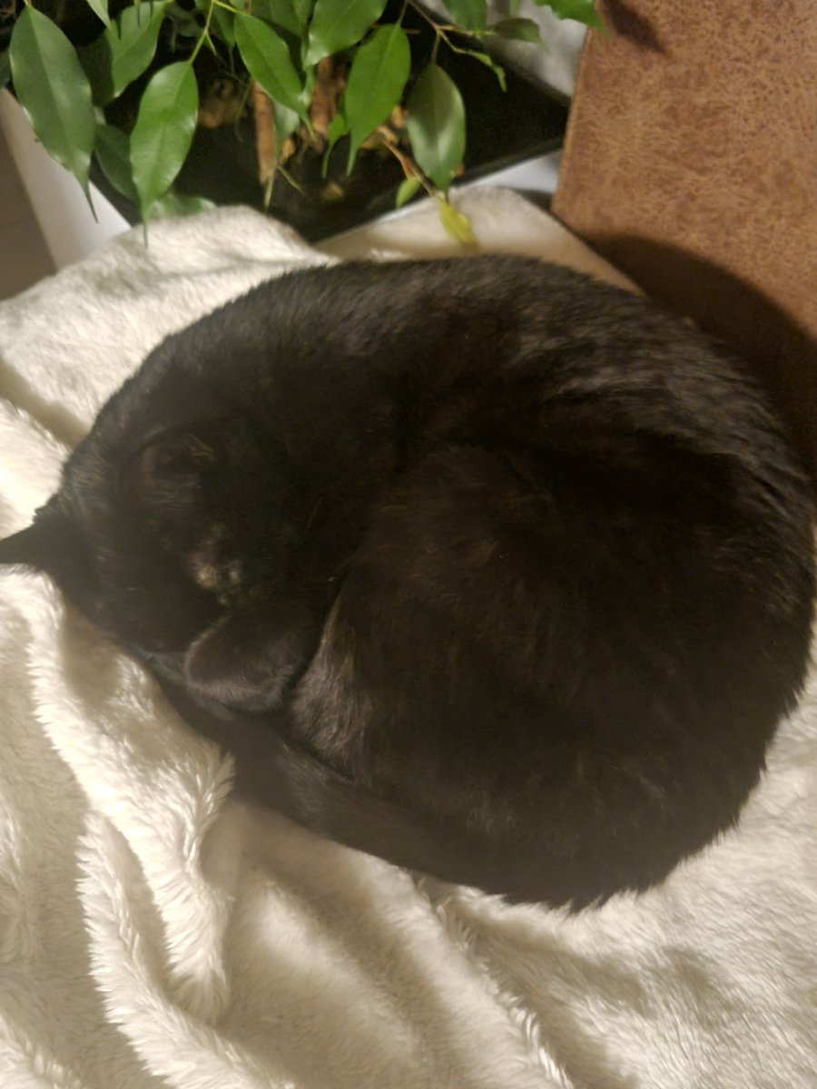 LucaEnric0 tweet media