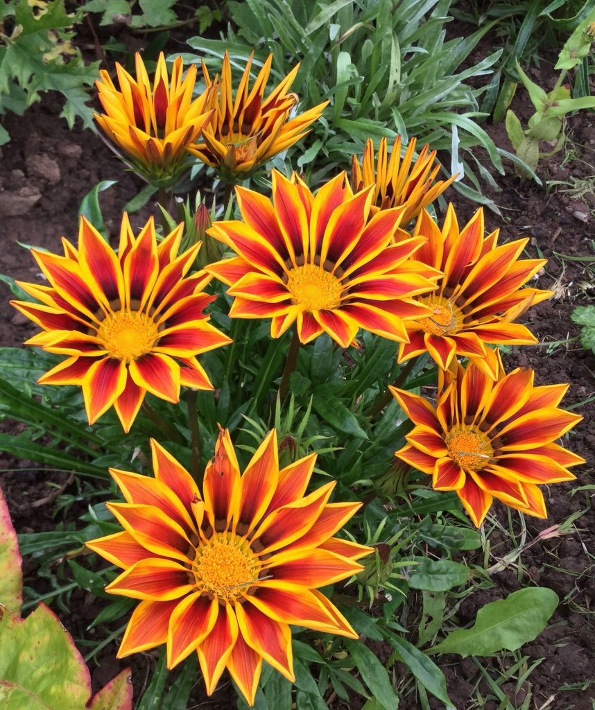 jobutlerthomas's tweet photo. #ThrowbackTuesday.    As temperatures plummet  ...here are some  Summer Showstoppers  .. 
#Whereever you are. Hello  Gardeners. !    #coldweather.   #GardeningX https://t.co/IbNnLIA1hP
