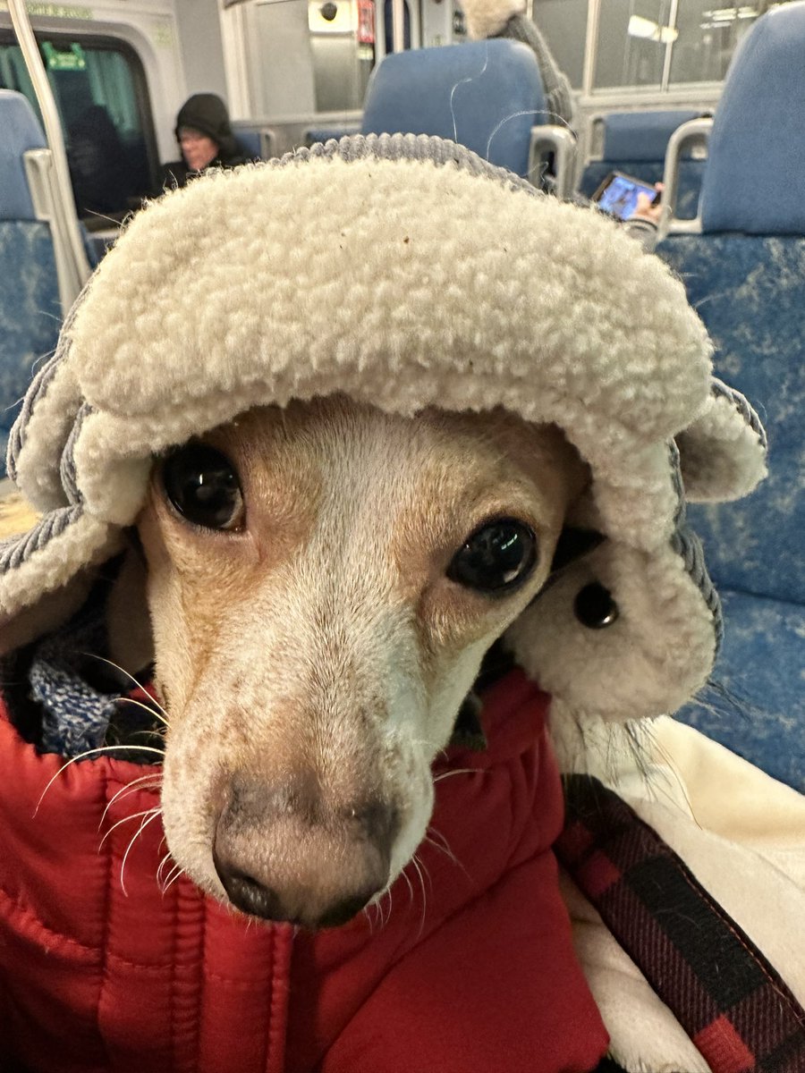 Here’s Finnegan’s picture for #NationalHatDay this was Friday on our train ride home.