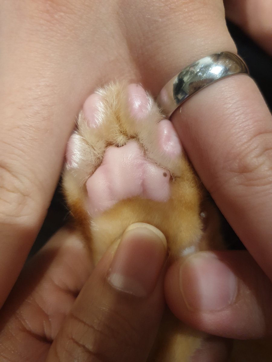 ฝากรีทวิตค่ะ

ตามหาเเมวส้ม พันธุ์ไทย ไม่สวมปลอกคอ หายไปจากบ้านช่วงเช้า 16/01/24 เพชรเกษม 35 (เยื้องซีคอน บางแค)
* อายุ~ 1.5-2 ขวบ
**ลักษณะ มีขนรูปสไปเดอร์เเมนบนหัว หูยาว หางสีขาวลายส้มตามภาพ นน. 5 กก. มีจุดที่เท้า

0894472638 สิ
0820453693 ผิง 

#ตามหาเเมวส้ม #ตามหาแมวหาย #แมวหาย