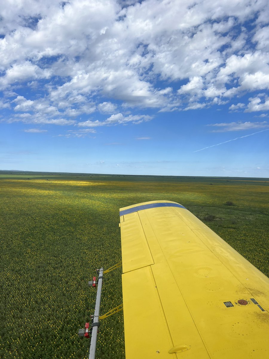 JuncosAgus's tweet photo. La belleza del 🌻 desde el aire no tiene comparación https://t.co/MCkkzEW7Ra