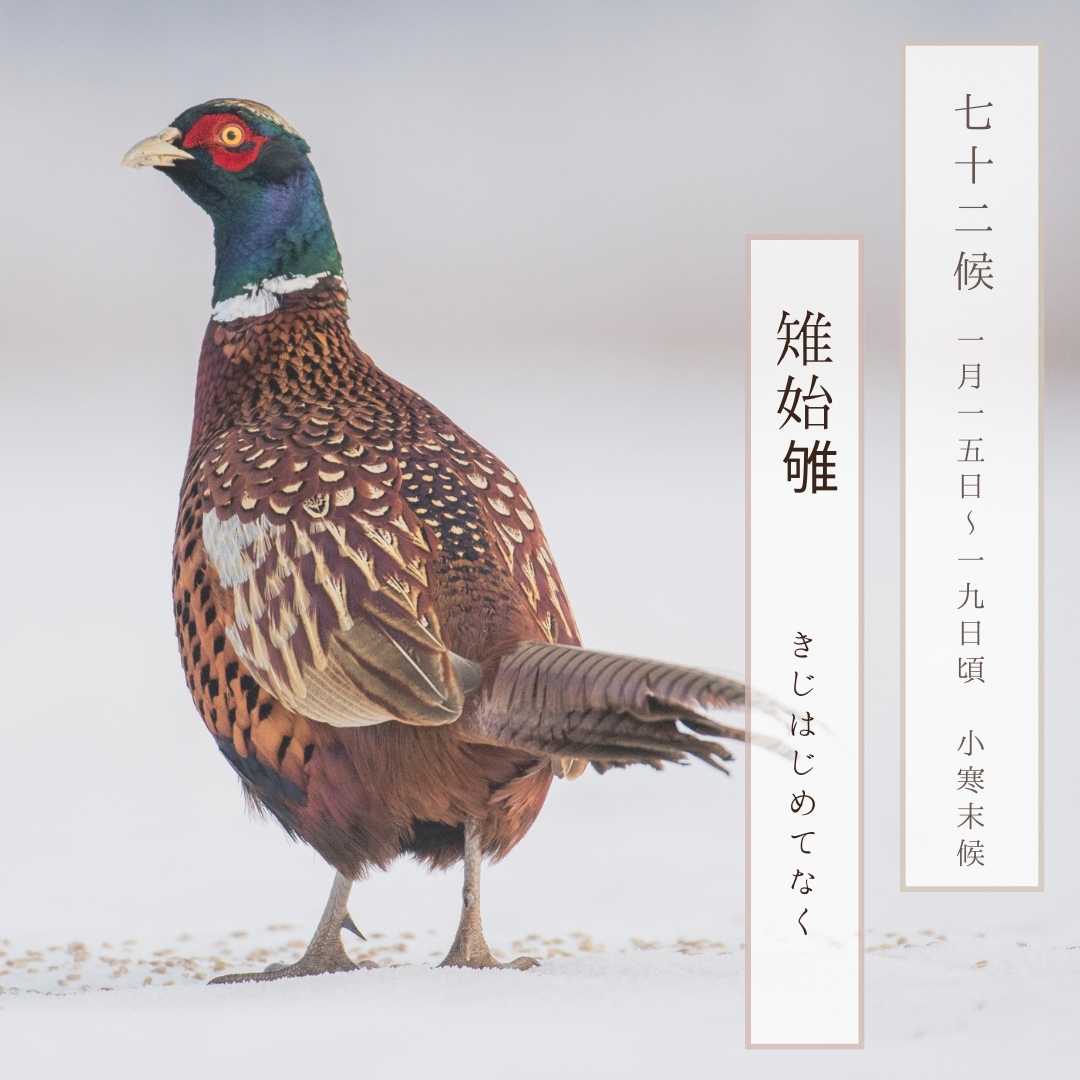 kami_llc's tweet photo. おはようございます☺️
今日から「雉始雊（きじはじめてなく）」。小寒の末候で、いよいよ冬の土用間近。厳しい寒さが続きますが、春は遠からじ。寒さのなかにある本質に向き合いながら、日々を過ごしていきましょう。 https://t.co/pkMN2RiEiE