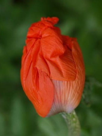 TeenPeoplePod's tweet photo. Suki Waterhouse as pretty as a Pizzicato Poppy (Papaver orientale) on the #Emmys red carpet

#FrocksAsFlowers #RedCarpetBotany https://t.co/XJ8ZCLAkvx