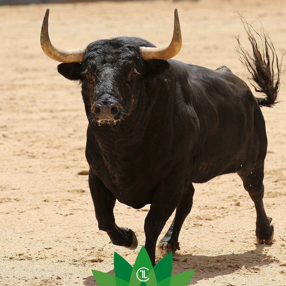 El toro es de los animales que con su imponente presencia causa respeto y admiración.

#sialostoros #campobravomexicano #torobravo #ecologia #sustentabilidad