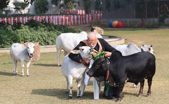 drvikeshagrawal's tweet image. What are these "cute cows" seen with @narendramodi. These are most likely Punganur breed from Andhra Pradesh which is among the world's smallest cattle breeds, but yields highly nutritious milk. It's on the brink of extinction. #savecows #PunganurCow