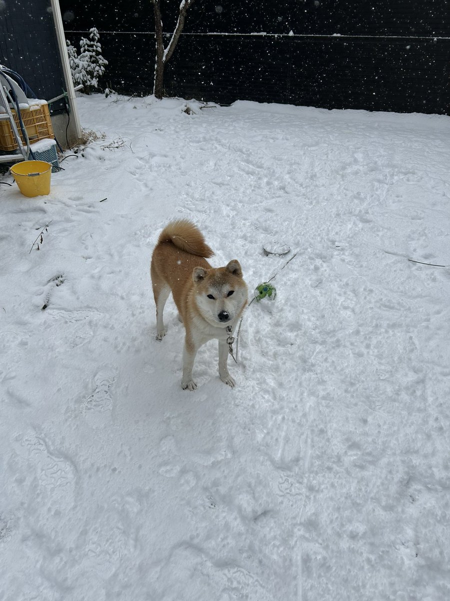 出待ちされてたから雪で遊びました