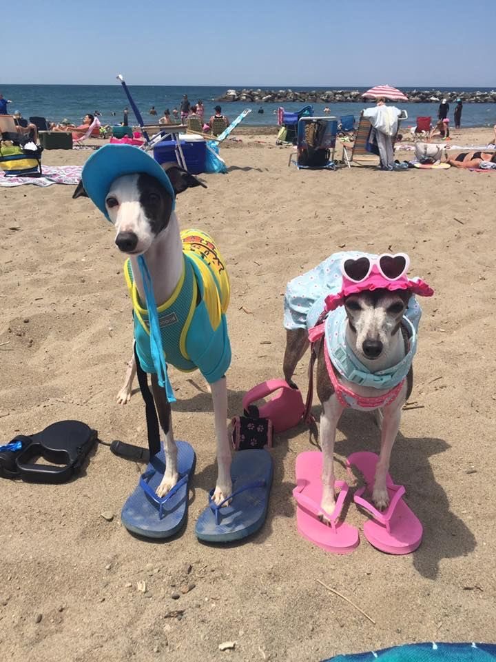 💖 (@twaniimals) on Twitter photo 