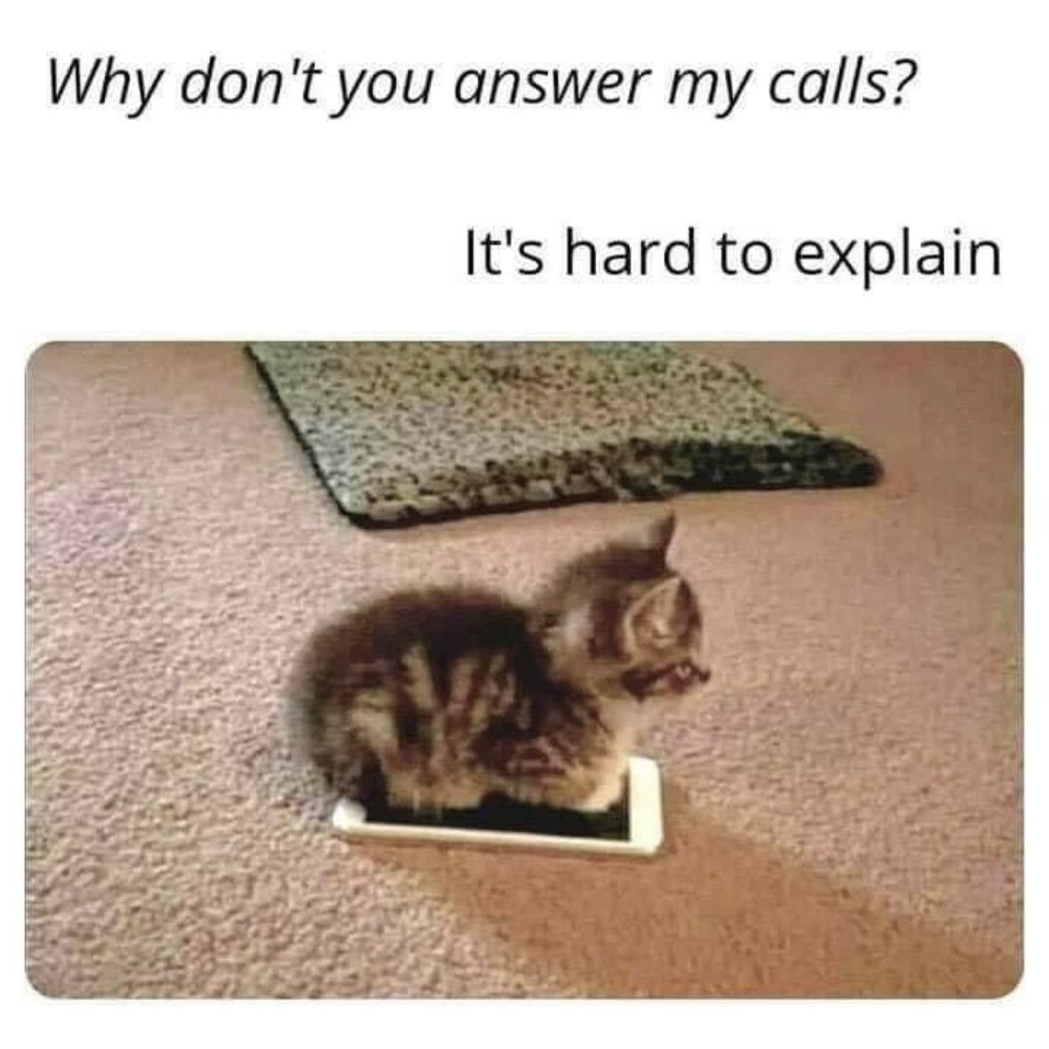 catladybox's tweet image. Completely valid reason. 🚫📱😹#catladyproblems